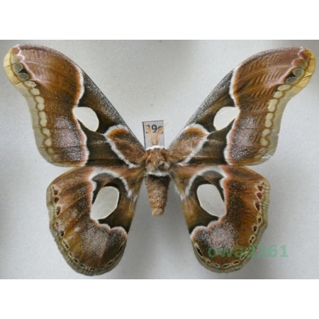 Rothschildia arethusa Walker, 1855 male Argentina 91mm39g